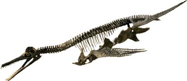 Martinectes fossil skeleton