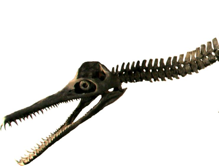Martinectes fossil skeleton