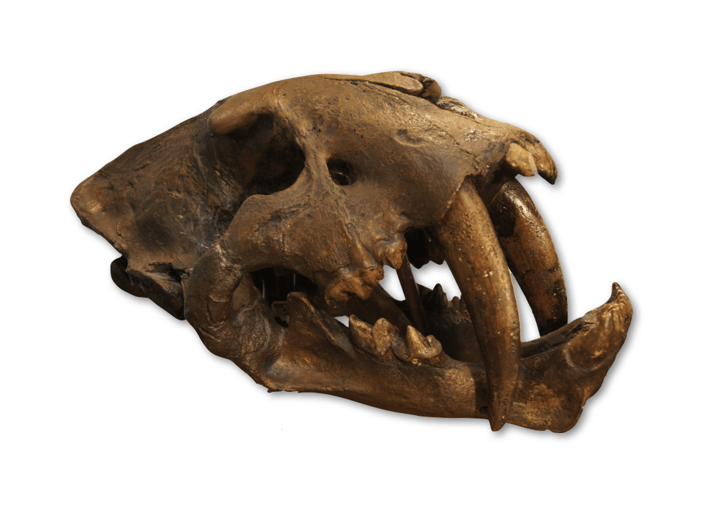Smilodon californicus saber-tooth cat skull