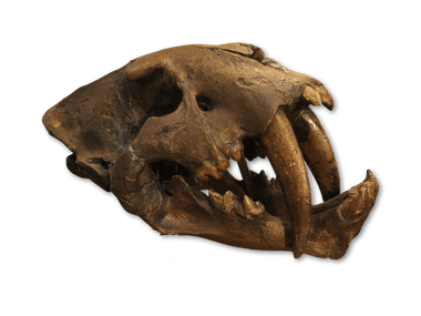 Smilodon californicus saber-tooth cat skull