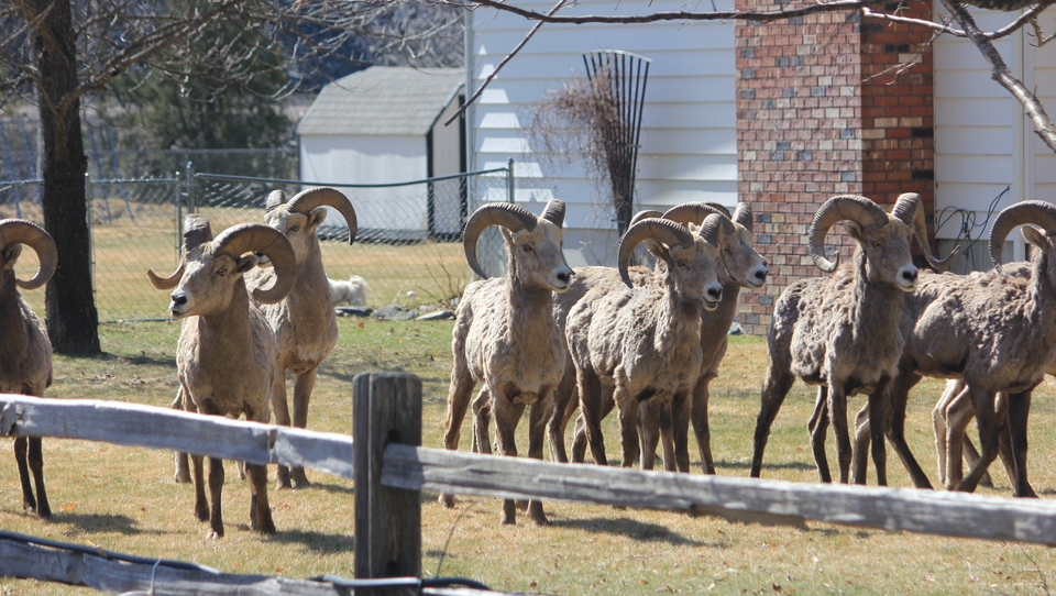 Bighorn sheep