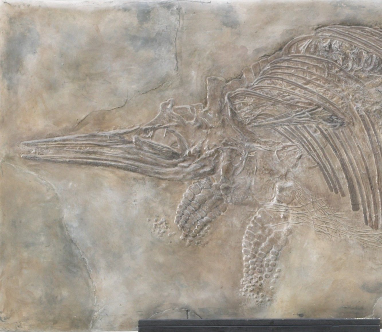 Stenopterygius marine reptile skeleton in situ