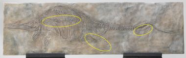 Stenopterygius marine reptile skeleton in situ