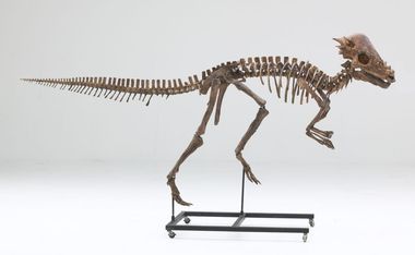 Pachycephalosaurus dino skull