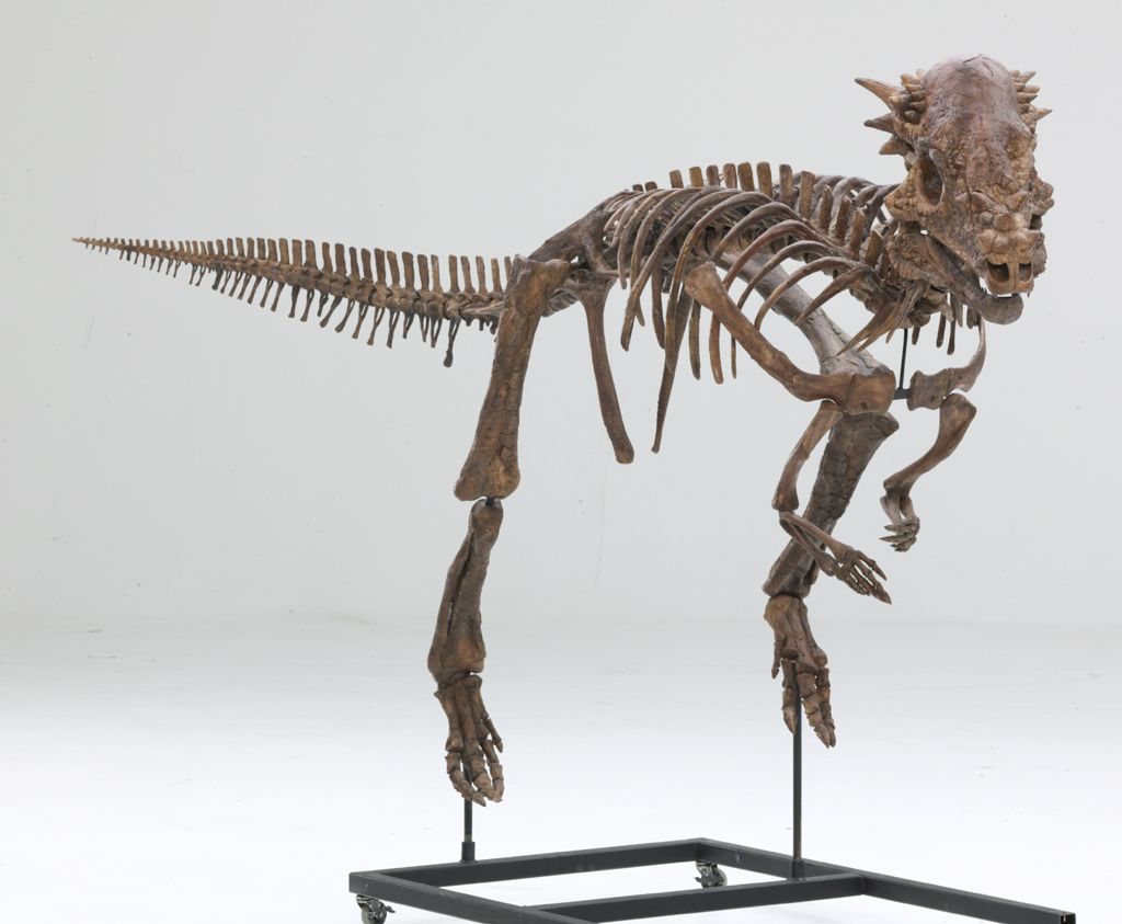 Pachycephalosaurus dino skull