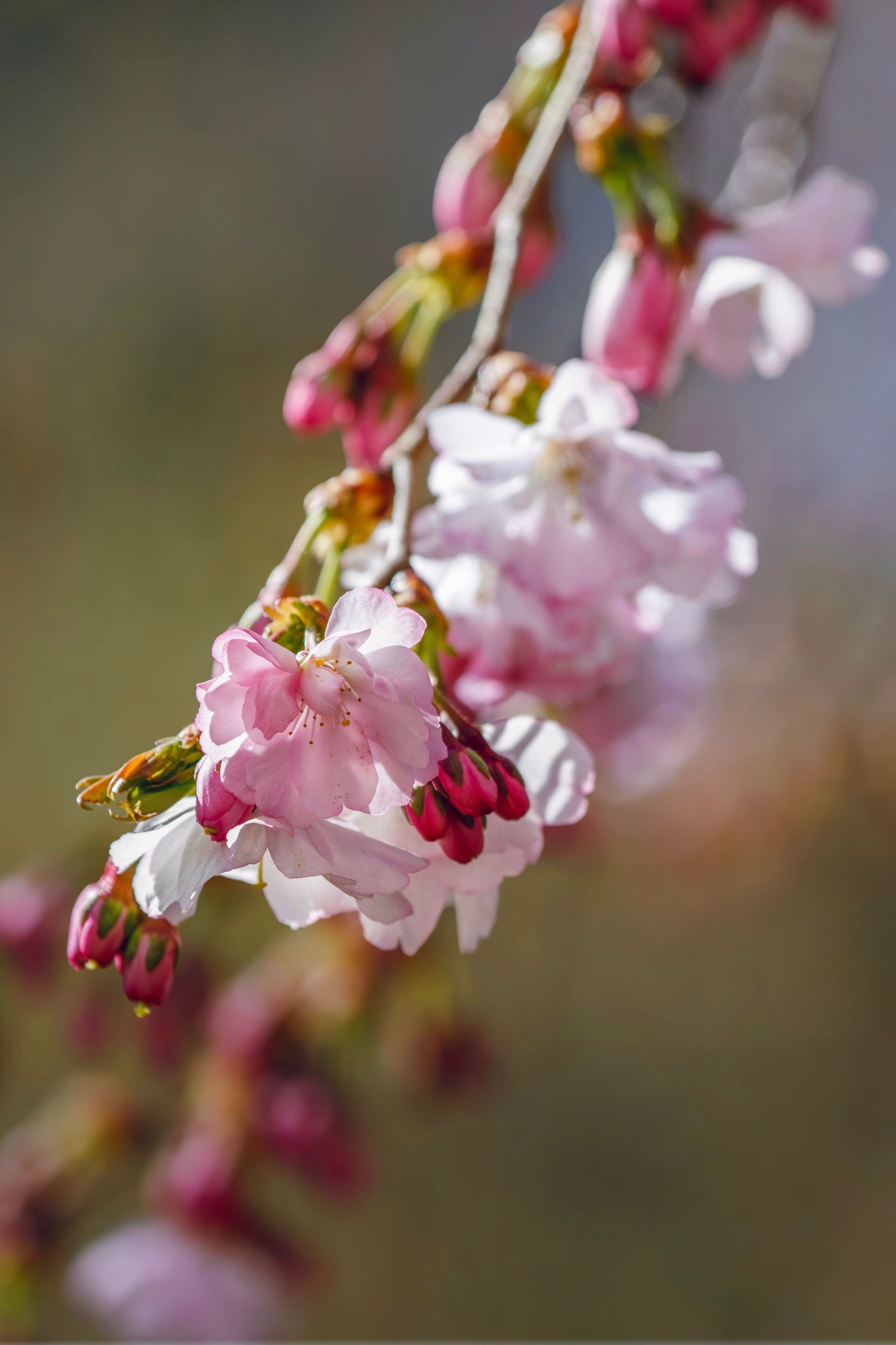 Soft pink blossom symbolising self-worth, growth and emotional healing.