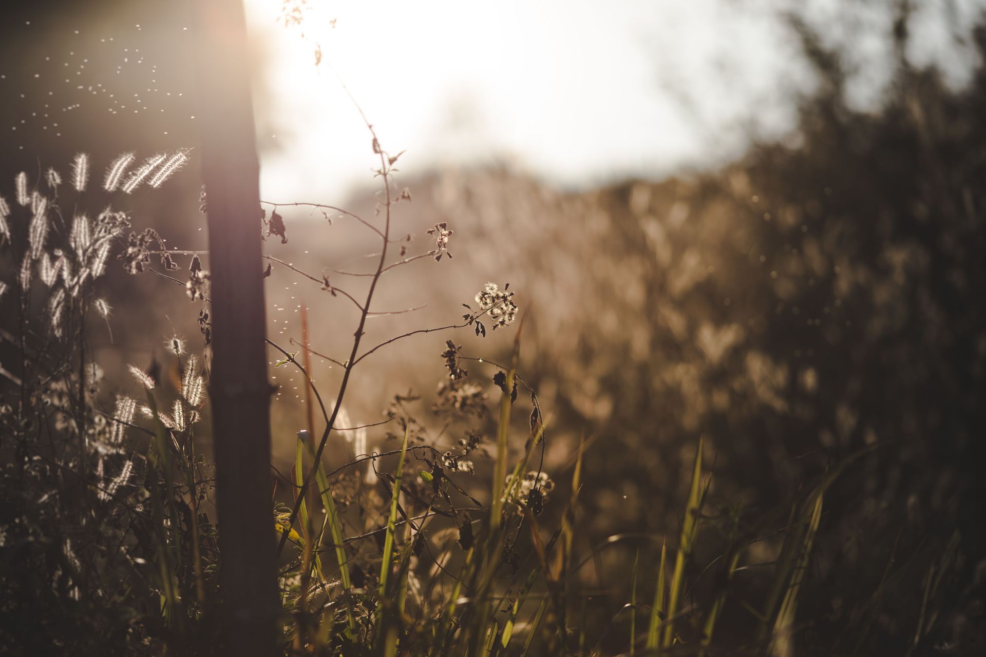 Sunlight through wild grass reflecting hope, healing and moving forward after feeling stuck