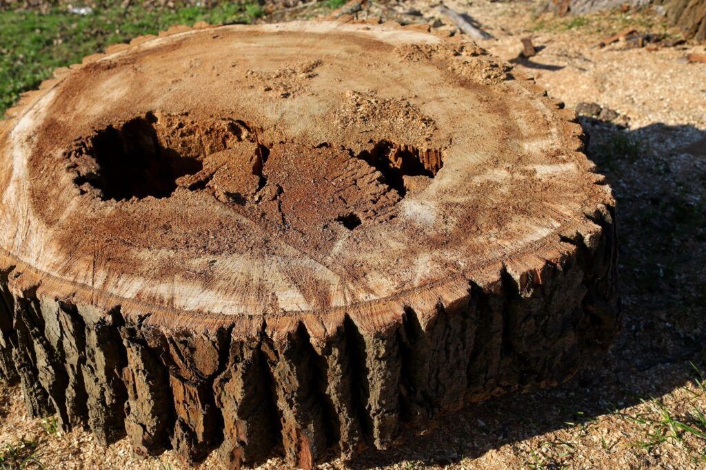 Close-up of a cut tree stump with dark hollow centers and rough bark in a sunny outdoor area