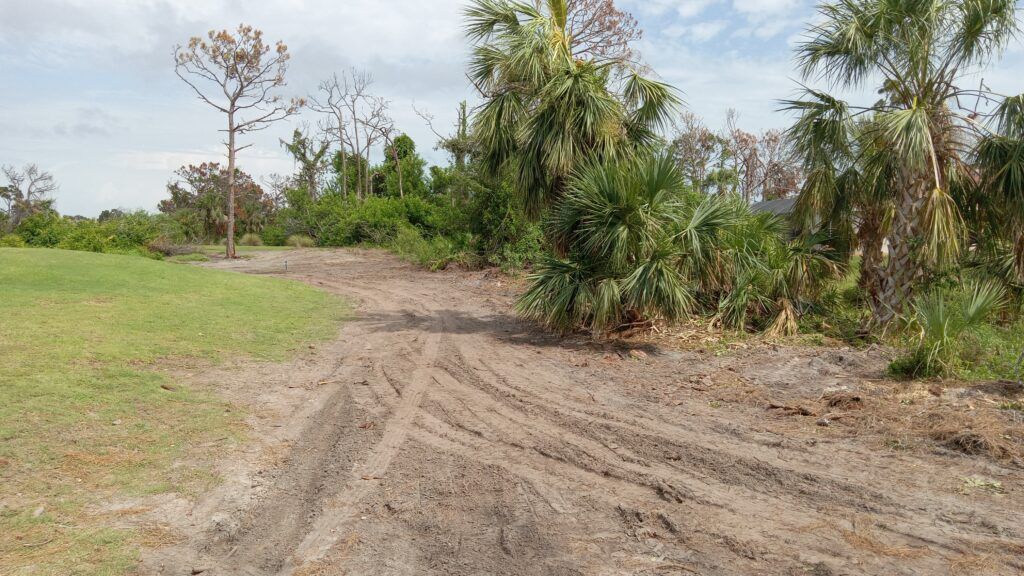 Dirt road curving through a grassy area beside dense trees and shrubs under a clear sky
