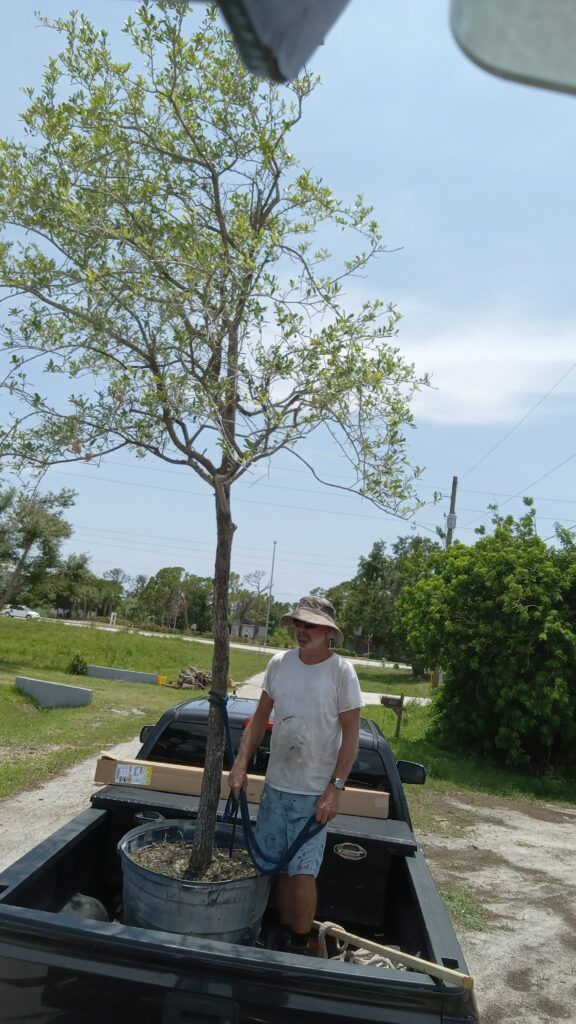 Man standing in a truck bed beside a young tree in a sunny outdoor area