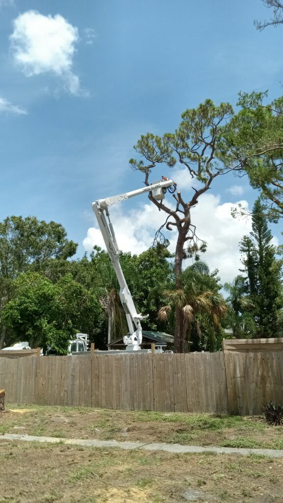Utility bucket truck trimming a tall tree behind a wooden fence under a blue sky