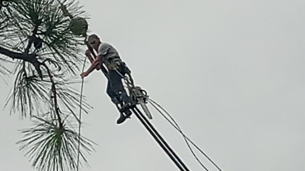 Arborist on a crane trimming pine tree branches against a gray sky