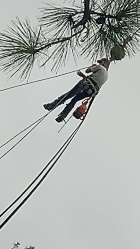 Person climbing a tall tree with ropes, viewed from below against a cloudy sky