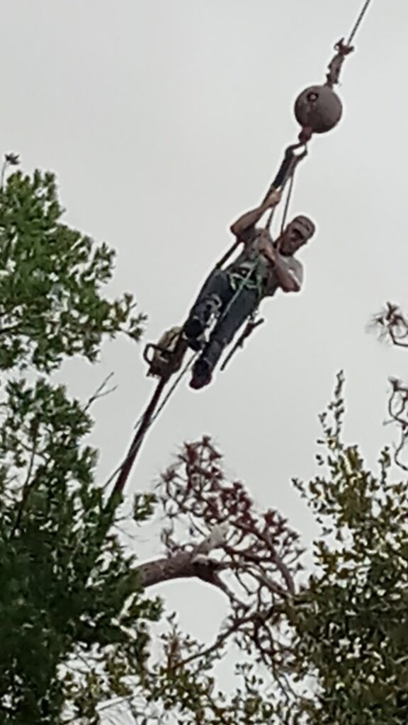 Person suspended on a rope high in a tree, using gear to climb or work among branches