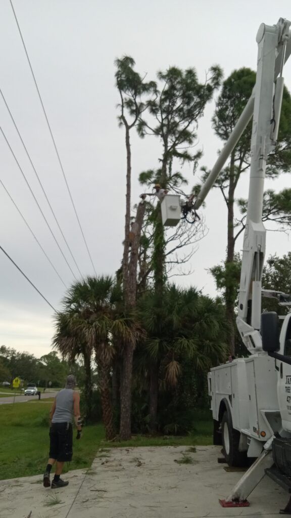 Worker standing near a tree trimming truck beside a tall tree by the roadside