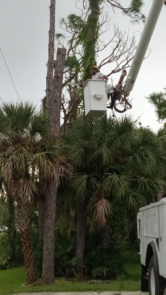 Utility pole and box amid dense palm trees, with a white truck partially visible at right.