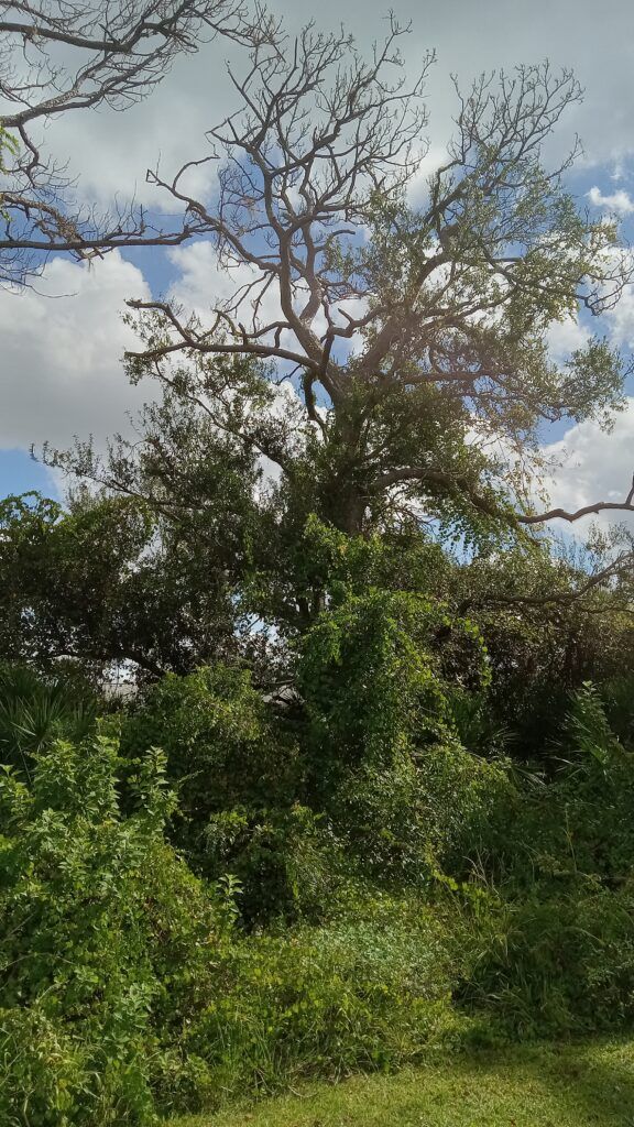 Dense green shrubs and a bare tree against a cloudy sky in a natural landscape