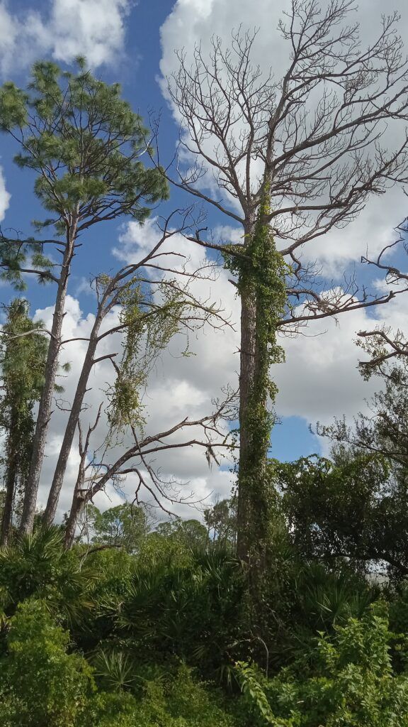 Tall trees and dense green foliage under a blue sky with scattered white clouds