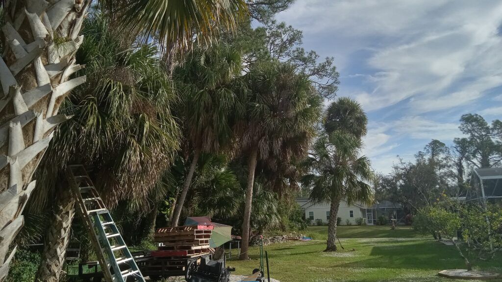 Sunny backyard with tall palm trees, a ladder, and outdoor furniture on a grassy lawn