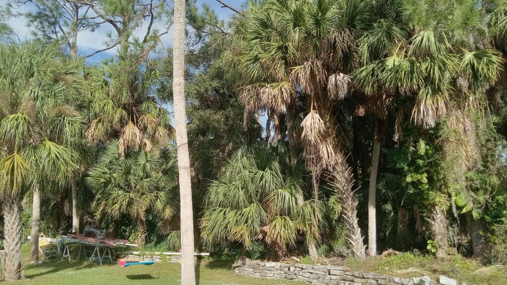 Sunlit park with palm trees, grassy lawn, and a stone-bordered path