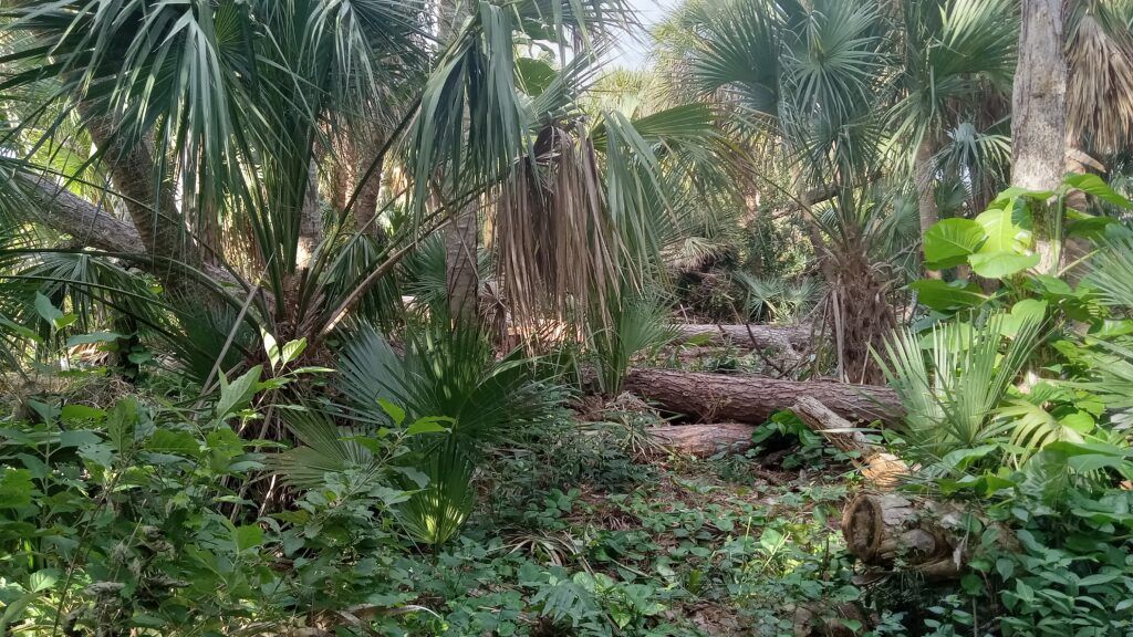 Dense tropical forest path with palm trees and lush green undergrowth