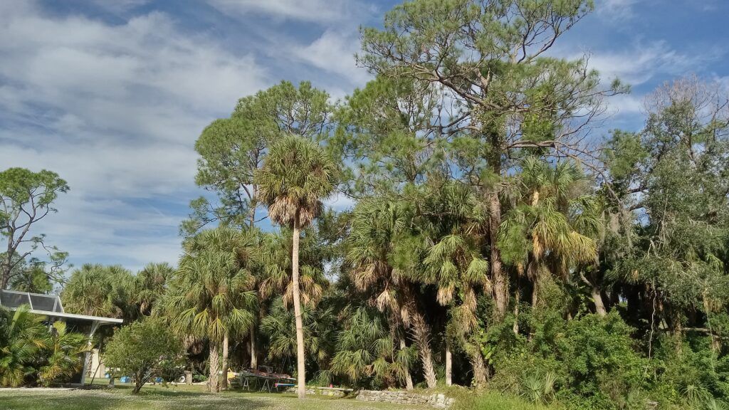 Lush green park with tall trees under a partly cloudy blue sky