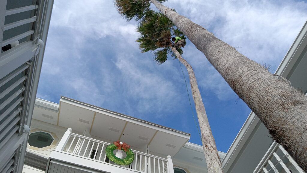 Low-angle view of tall palm trees beside a white apartment building under a blue sky with clouds