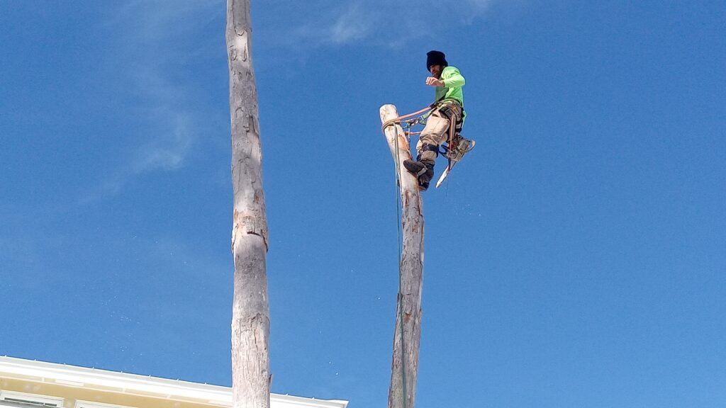 Person perched on top of a tall wooden pole against a clear blue sky.