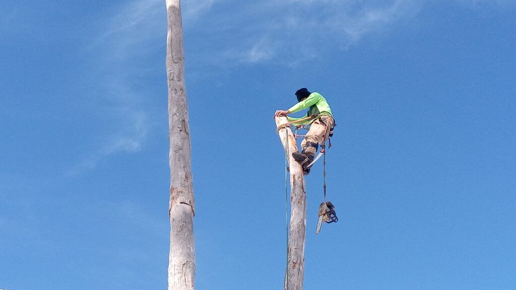 Worker in a green shirt climbing a tall bare tree trunk against a blue sky.