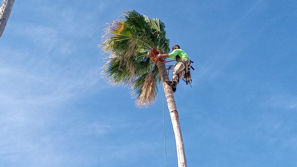 Worker trimming a tall palm tree against a clear blue sky