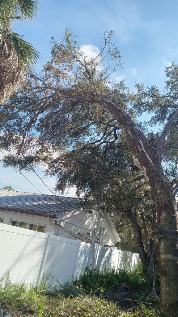 Tree bending over a white fence and house roof against a blue sky