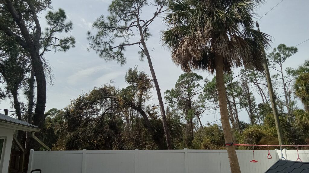 Tall palm trees and a gray fence line a yard under a cloudy sky.