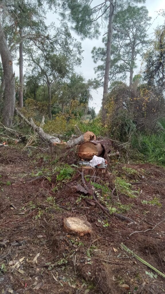Cut tree stump and wood debris on a forest slope with tall trees in the background