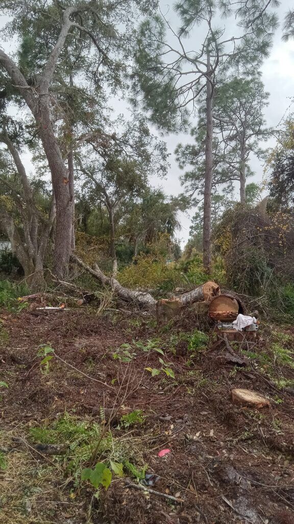 Deforested hillside with cut logs, tree stumps, and sparse trees under a cloudy sky