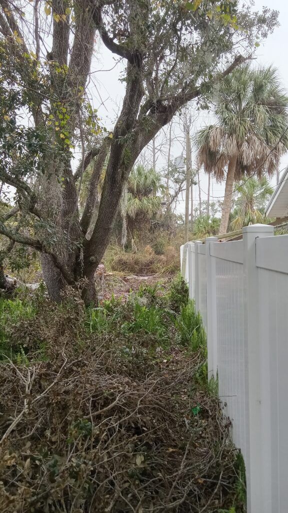 Overgrown trees and brush beside a white fence in a wooded area