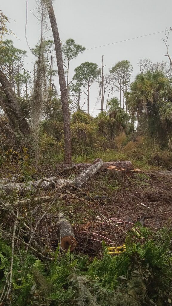 Cleared forest area with cut logs, fallen branches, and tall trees under an overcast sky