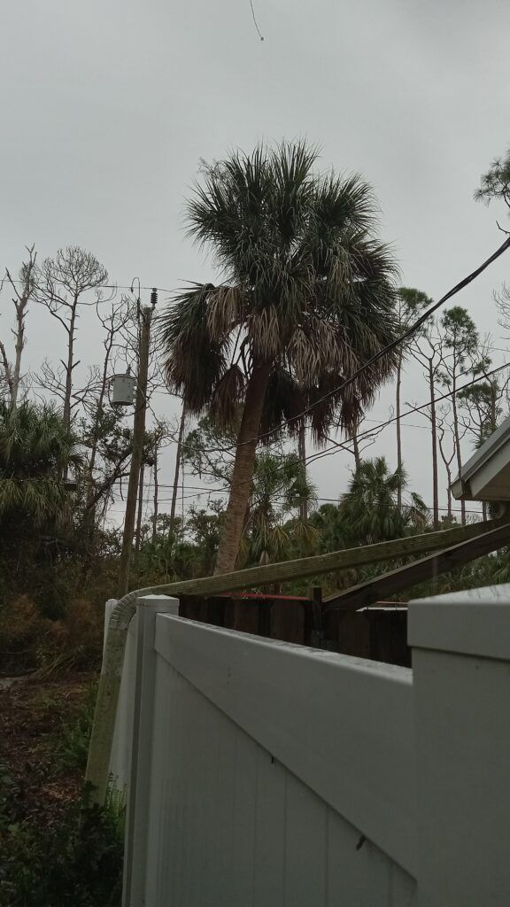 Storm-damaged palm tree behind a white fence under a gray, overcast sky