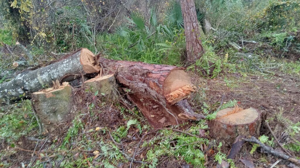 Cut tree logs and stump in a grassy wooded area