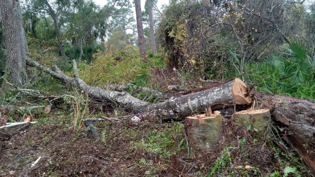 Felled tree trunk lying across a forest clearing amid brush and trees