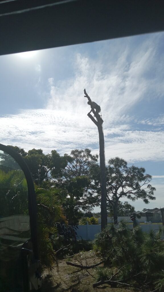 A tree worker stands on a tall pole above trees under a bright blue sky.