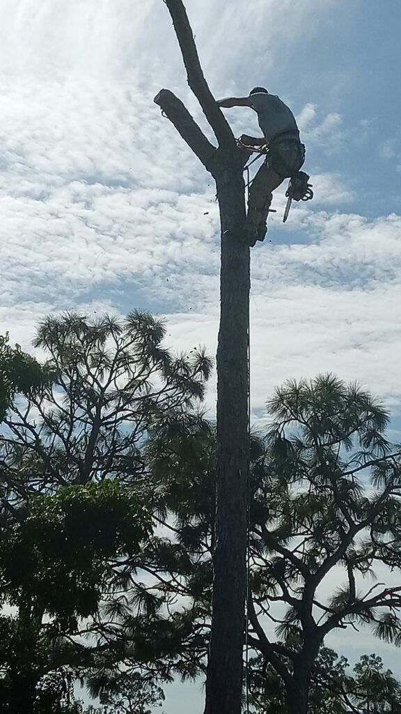 Worker on a utility pole trimming branches against a bright, cloudy sky with trees below