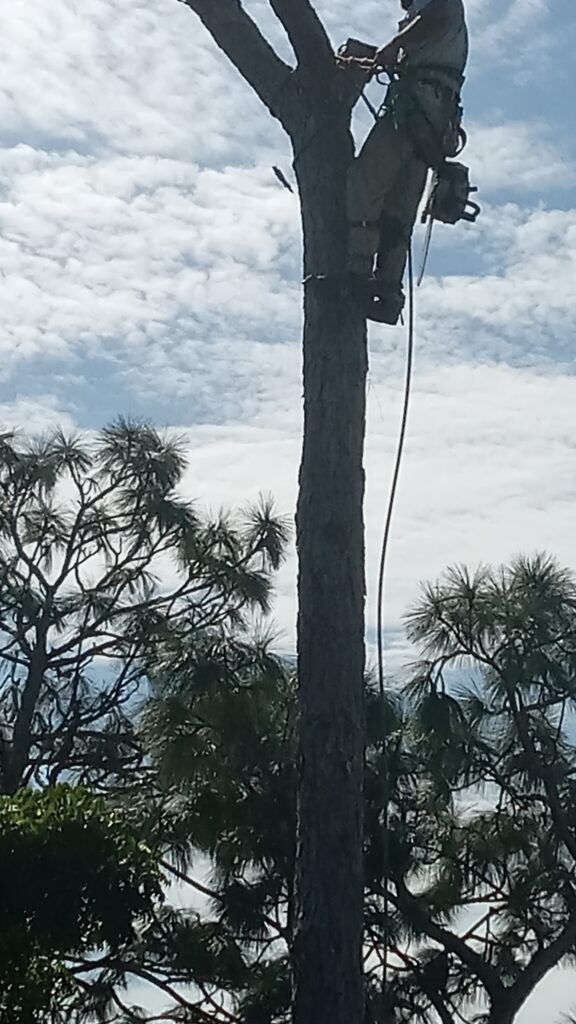 Worker climbing a tall tree with safety gear, silhouetted against a cloudy sky