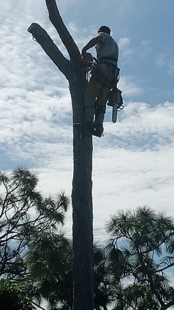 Arborist climbing a tall tree trunk against a cloudy sky, wearing safety gear and harness