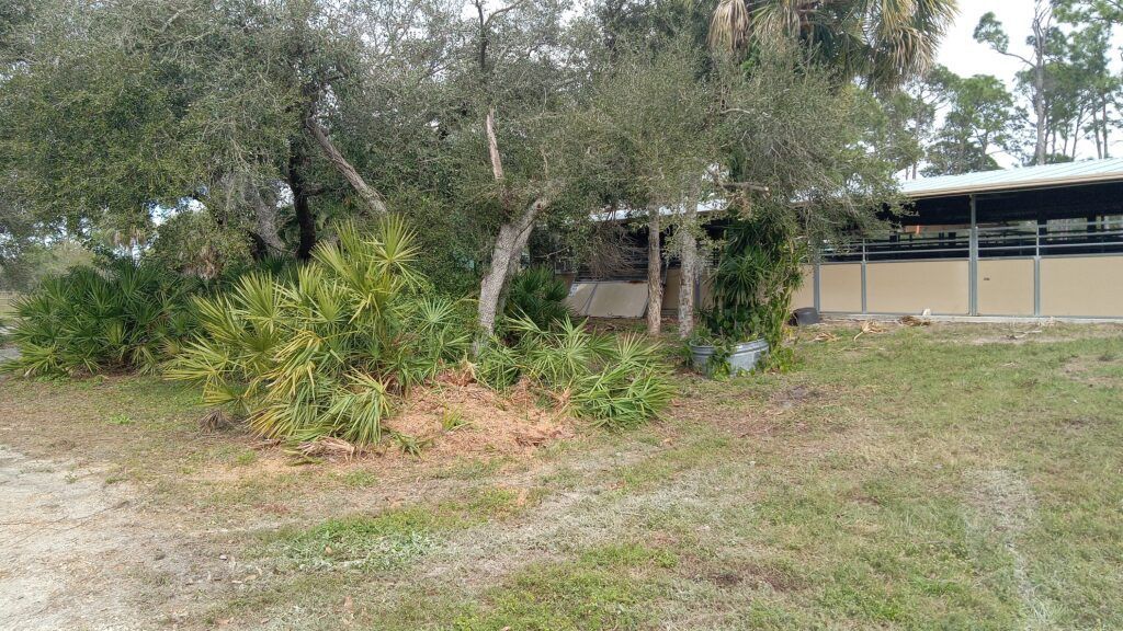 Overgrown yard with trees and bushes in front of a low beige building