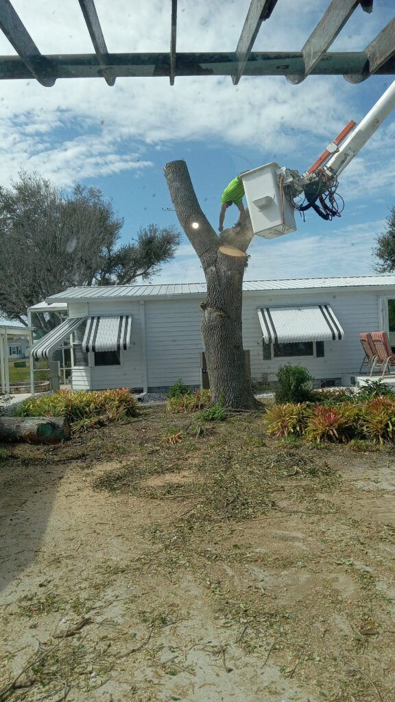 A bucket truck trims a tree in front of a white house with a yard and flower beds.