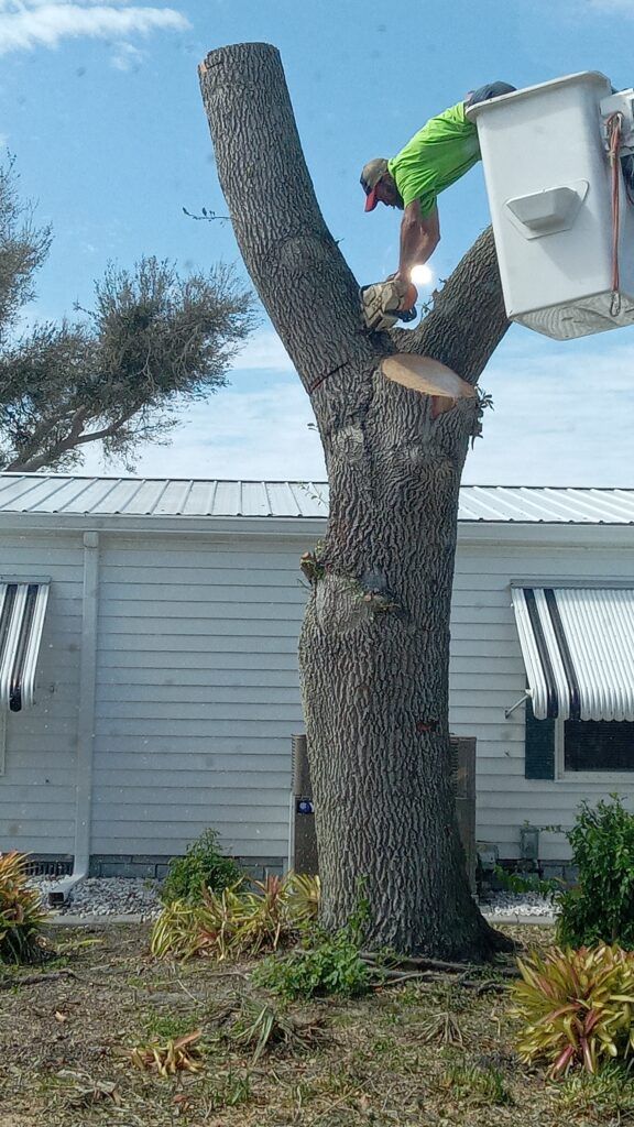 Worker in a bucket lift trims a tall tree beside a house.