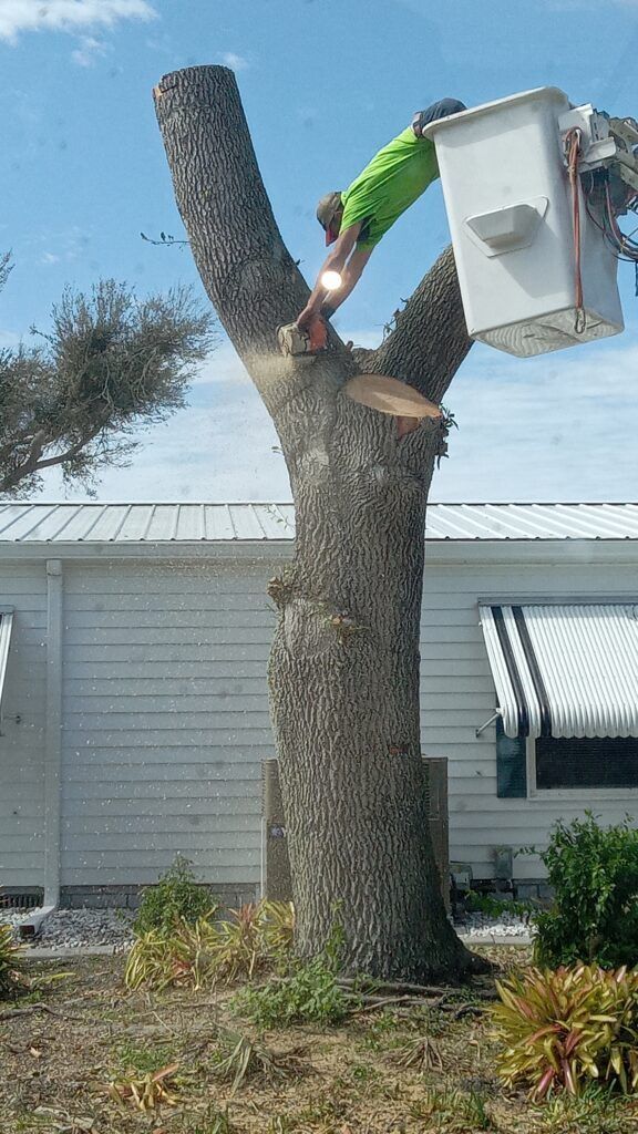 Worker in a bucket lift trims a tall tree beside a house under a blue sky.