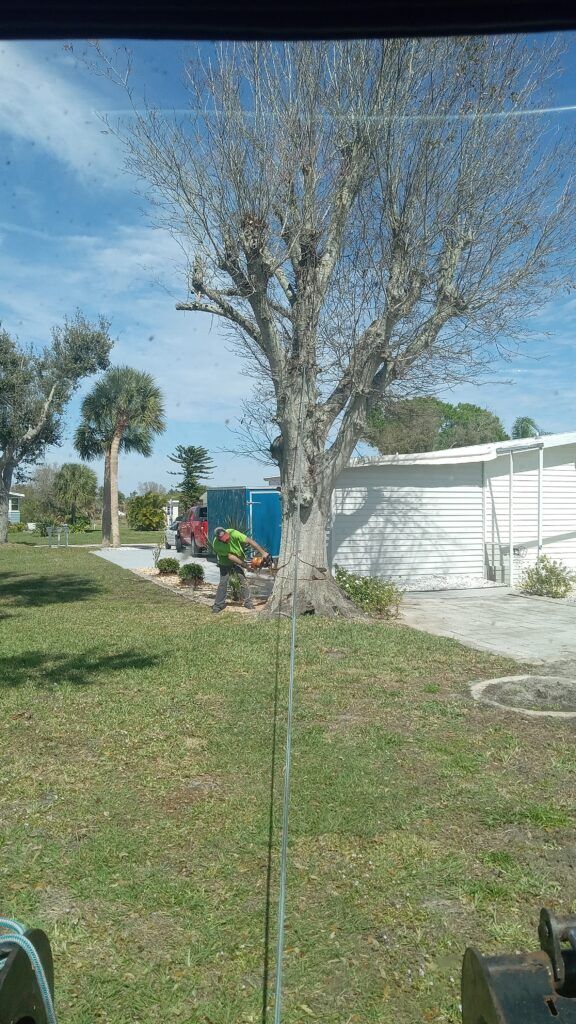 Leafless tree in a grassy yard beside a white fence, with a blue bin and shrubs under a sunny sky.