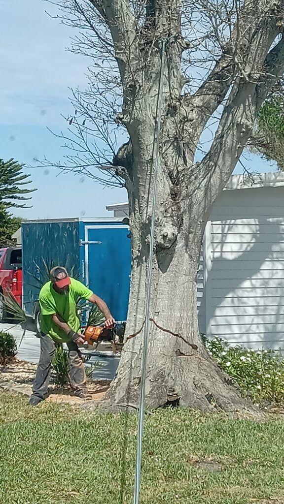 Worker using a chainsaw beside a large tree in a yard, with a white shed and blue container nearby.