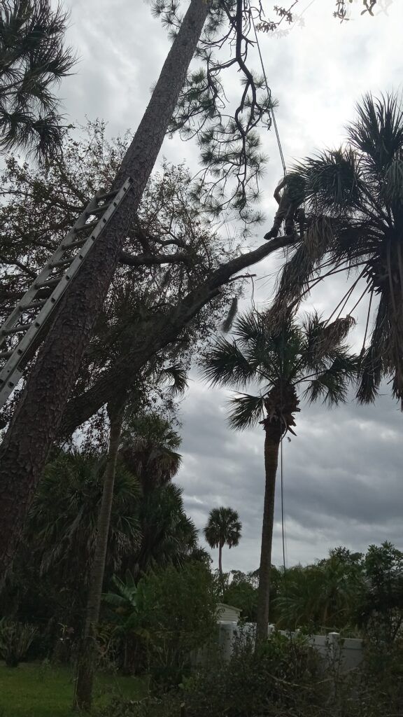 Tall palm trees leaning over a cloudy tropical landscape with dense greenery below